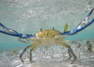 Blue Crab Underwater Defense Pose Wallpaper