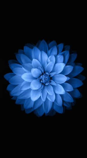 Blue Dahliaon Black Background Wallpaper