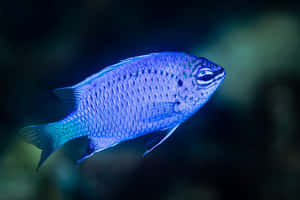 Blue Damselfish Underwater Wallpaper