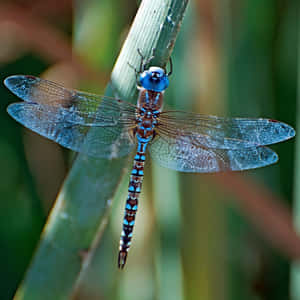 Blue Dragonfly, A Natures Jewel Wallpaper