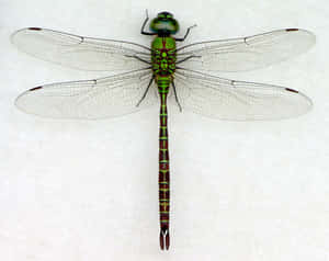 Blue Dragonfly Flying Through The Air Wallpaper