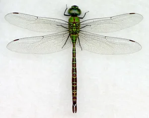 Blue Dragonfly Flying Through The Air Wallpaper