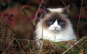 Blue Eyed Furry Cat Wallpaper