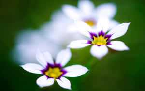 Blue Eyed Grasses Cute Flower Wallpaper