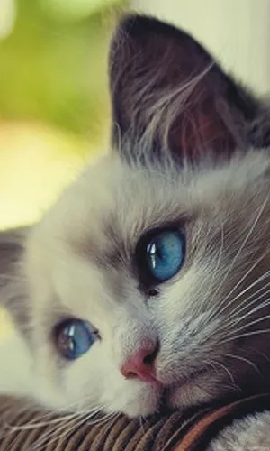 Blue Eyed White Cat Resting Wallpaper