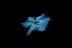 Blue Flower 8k Ultra Hd Amoled Wallpaper