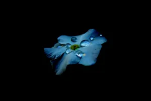 Blue Flower 8k Ultra Hd Amoled Wallpaper