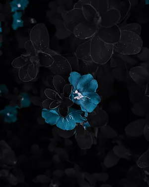 Blue Flower Black Background Aesthetic Wallpaper