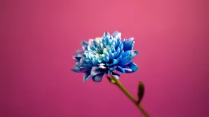 Blue Flower On Pink Wallpaper