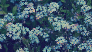 Blue Flowers Aesthetic View Wallpaper