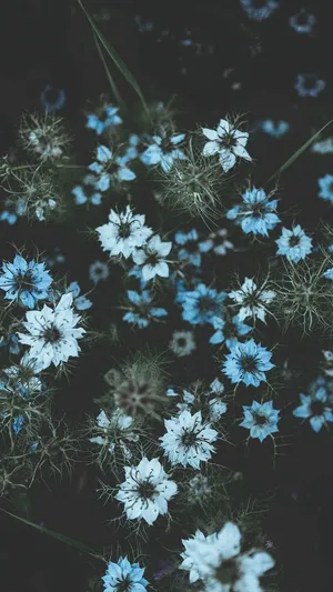 Blue Flowers In The Dark Wallpaper