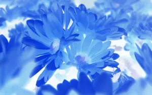 Blue Flowers Wallpapers Hd Wallpaper