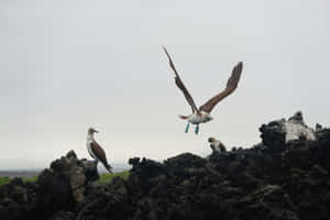 Blue Footed Booby In Flight Galapagos Wallpaper