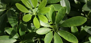 Blue Gate In Scotland Wallpaper