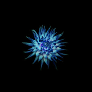 Blue Glow Dahliaon Black Wallpaper