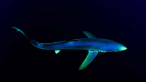 Blue Glow Sharkin Deep Sea.jpg Wallpaper