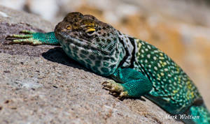 Blue Green Eastern Collared Lizard Wallpaper