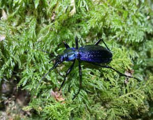 Blue Ground Beetleon Moss.jpg Wallpaper