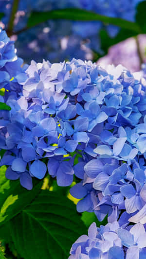 Blue Hydrangea Blossoms Springtime Wallpaper