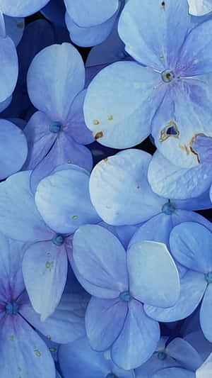 Blue Hydrangea Closeup Wallpaper