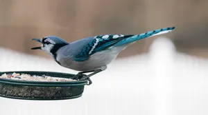 Blue Jay Feeding Time Wallpaper