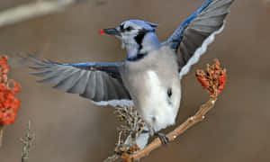 Blue Jay Mid Flight With Berries.jpg Wallpaper