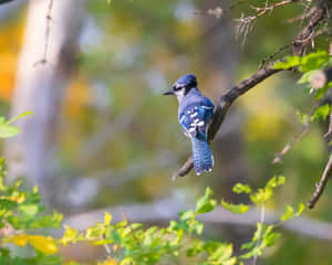 Blue Jay Perchedin Autumn Wallpaper