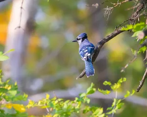 Blue Jay Perchedin Autumn Wallpaper