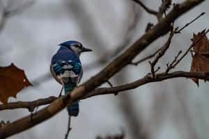 Blue Jay Perchedon Autumn Branch Wallpaper