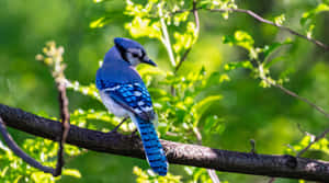 Blue Jay Perchedon Branch Wallpaper