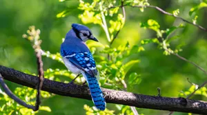 Blue Jay Perchedon Branch Wallpaper