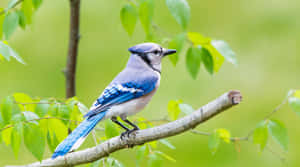 Blue Jay Perchedon Branch Wallpaper