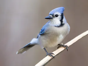 Blue Jay Perchedon Branch Wallpaper