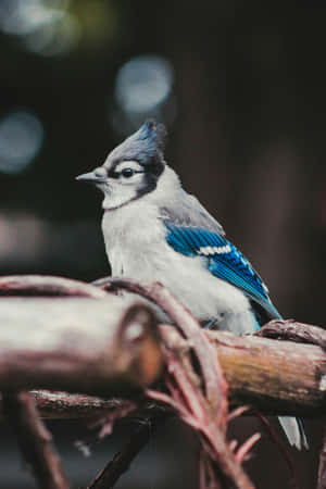 Blue Jay Perchedon Branch.jpg Wallpaper