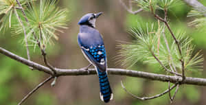 Blue Jay Perchedon Pine Branch.jpg Wallpaper