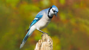 Blue Jay Perchedon Tree Stump Wallpaper