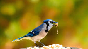 Blue Jay With Peanut Wallpaper