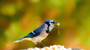 Blue Jay With Peanut Wallpaper