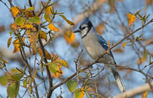 Blue Jayin Autumn Foliage.jpg Wallpaper