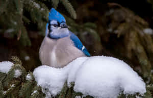 Blue Jayin Snowy Setting.jpg Wallpaper