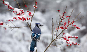 Blue Jayin Snowy Setting Wallpaper