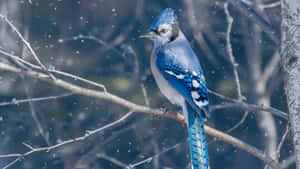 Blue Jayin Snowy Weather Wallpaper