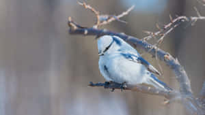 Blue Jayin Winter Branches.jpg Wallpaper