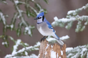 Blue Jayin Winter Wonderland.jpg Wallpaper