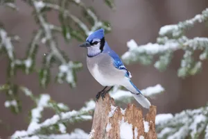 Blue Jayin Winter Wonderland.jpg Wallpaper