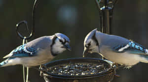 Blue Jays Feeding Time Wallpaper