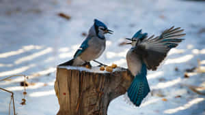 Blue Jays Winter Feast Wallpaper