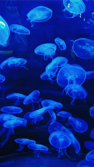 Blue Jellyfish Aquarium Aesthetic Wallpaper