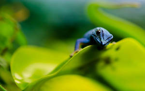 Blue Leopard Gecko On Leaf Wallpaper