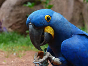 Blue Macaw Holding Branch Wallpaper